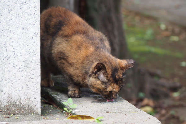 クロテ　食べる２