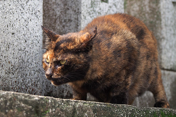 クロテ　イカ耳とボディ