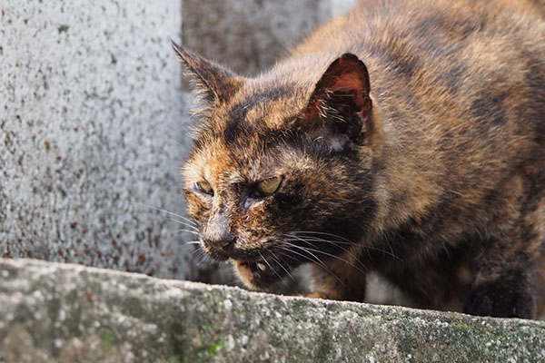 クロテ　怖い顔で食べてる