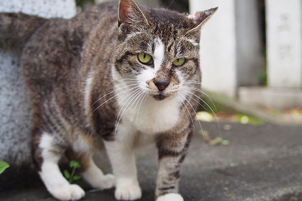 雫　ほけら顔