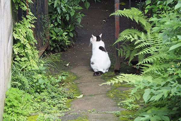 入り口に猫さんの背中　マシュマロ