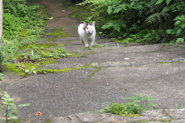 ちびっとオヤツ　来るマシュマロ