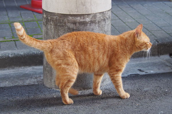 横からまじまじと　カブ