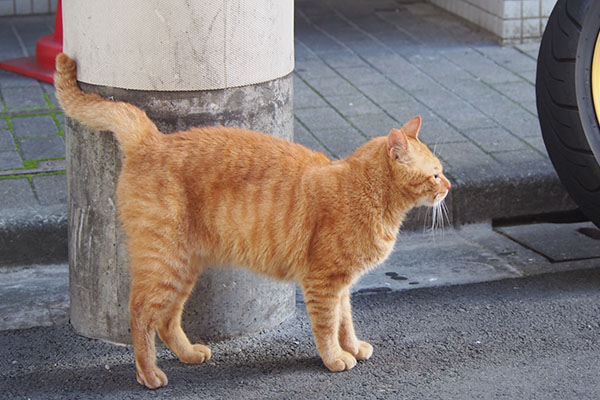 道路の向こう側　カブ