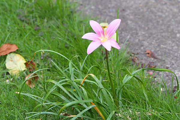 flower pink tiny