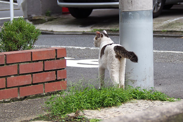 コチュ　隣りへ