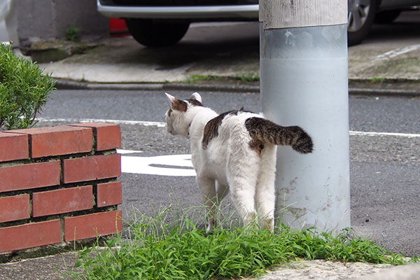 コチュ　隣りへ２