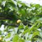 tree with yellow fruit YAMABOUSHI