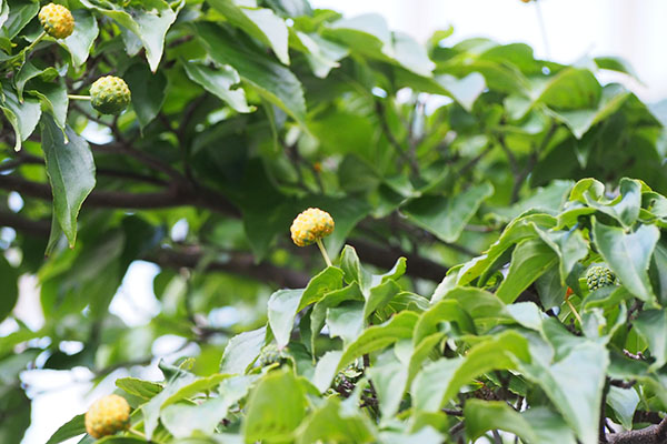 tree with yellow fruit YAMABOUSHI