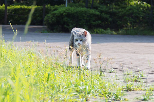 歩いて来た　クロム