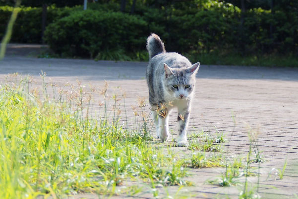 しっぽ上げて　クロム