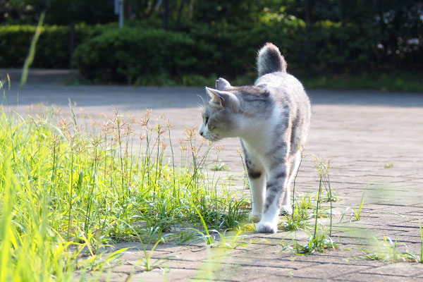 オットを探してる　クロム