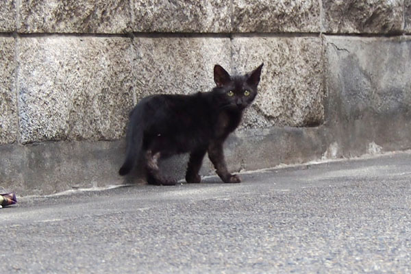 balck kitten