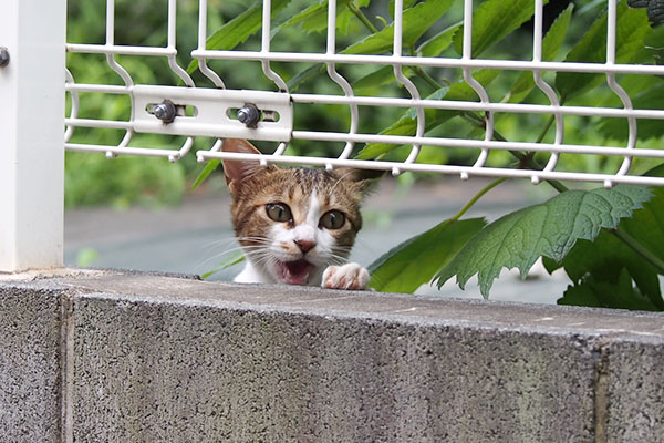 宇宙猫ネオンのお顔１