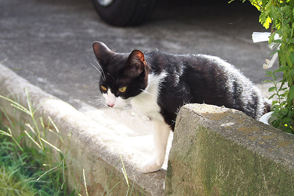 こまち　ジッと見る