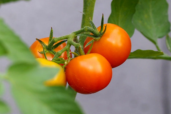 cherry tomato