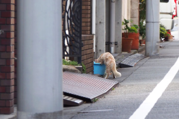 カメさんちに首をつっこむナリコマ君