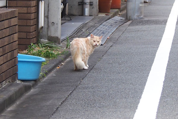 ドヤ顔　ナリコマ君