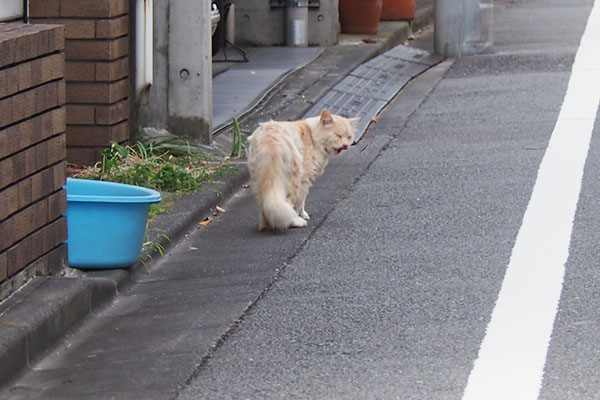 むひゃ　うみゃかったにゃ　ナリコマ君