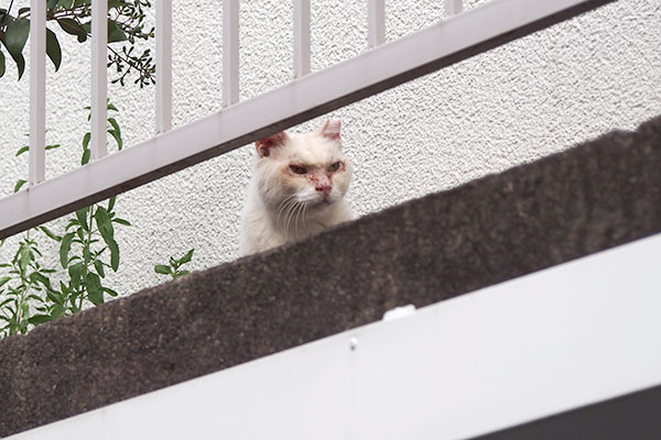 メル　横向く