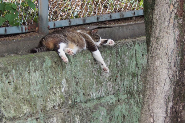 他の日も溶けて　雫