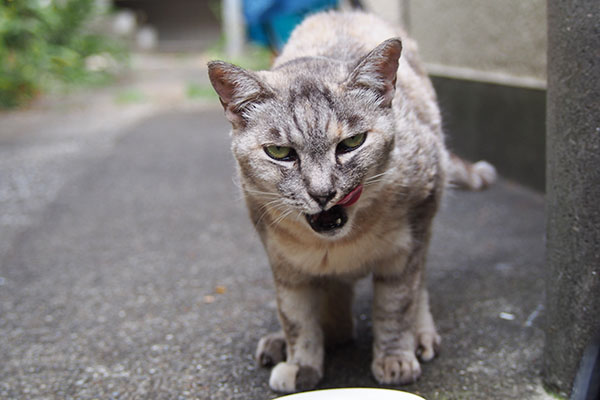 ごちそうさまにゃ　銀