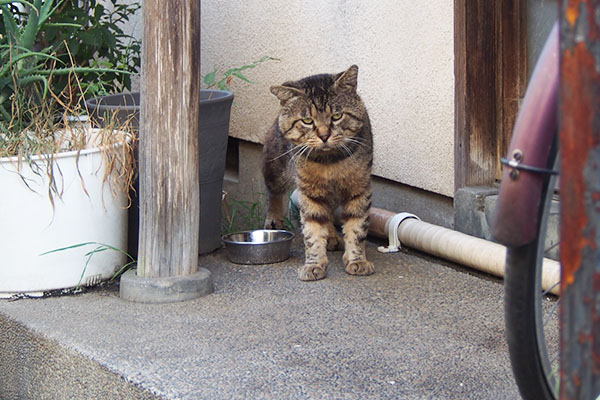 ロキ　ちびにゃんを見る