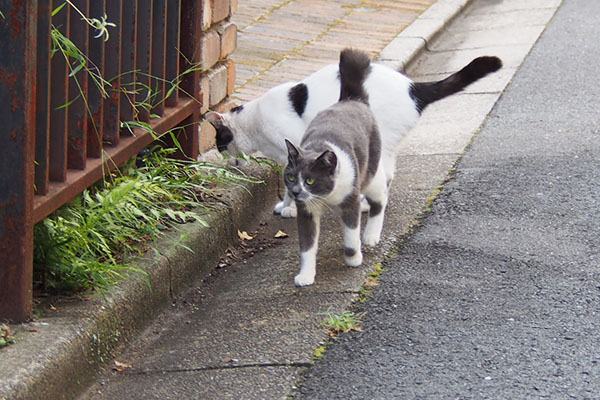 ちびにゃん　ロキを見つける