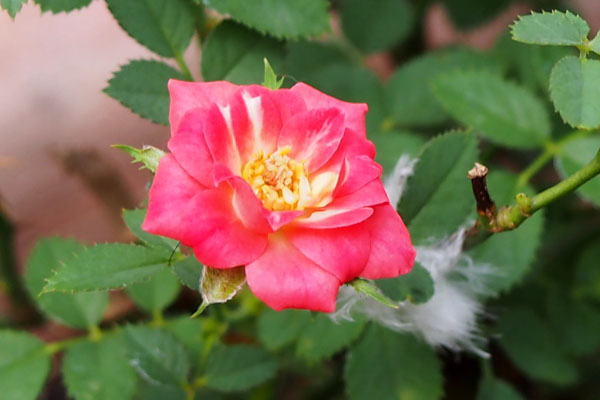 tiny rose red flower