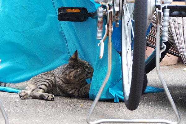 右にミニこまち　らいた