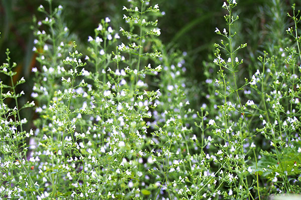 small flower white