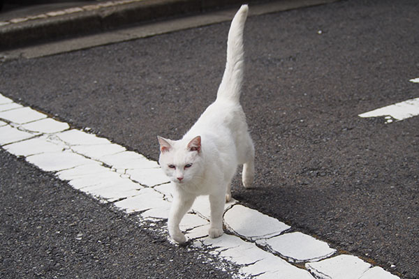 しっぽあげて来てくれる　リリ