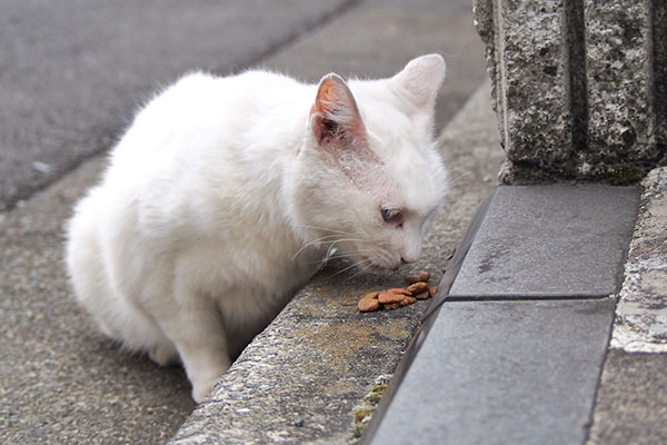 くんかくんか　リリ