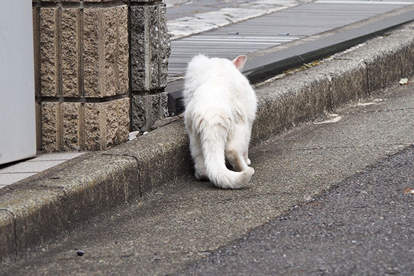 食べてる背中　リリ