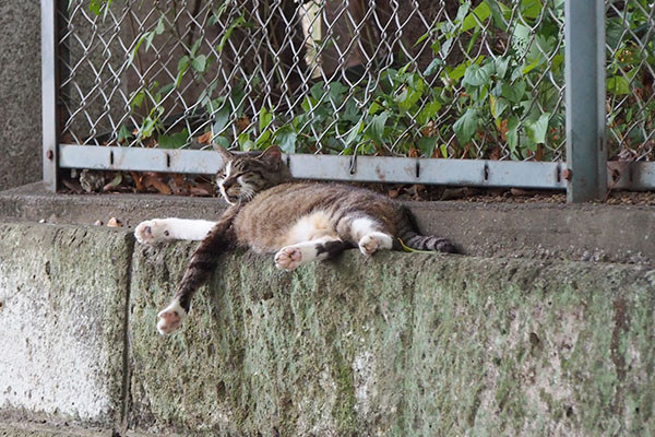 溶けてる雫