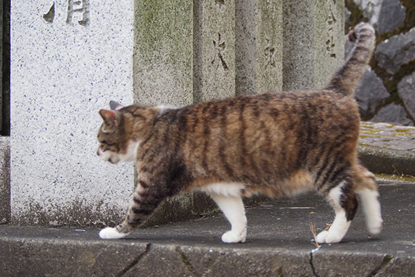 やっぱこっち　雫