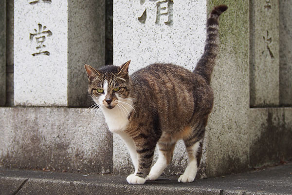 ここでオヤツタイムにゃ　雫