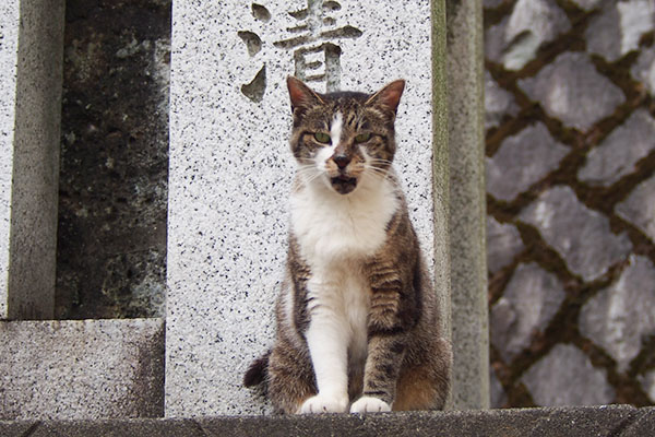 そろそろお願いしますにゃ　雫