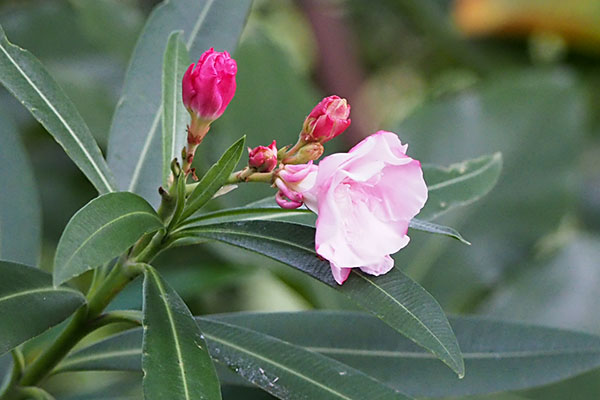 flower pink at kobe