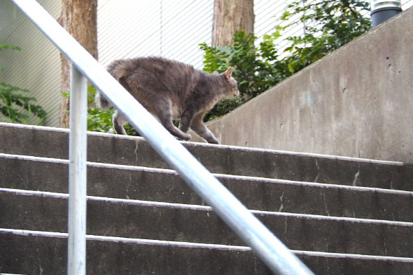 毛を逆立て　追うグリ