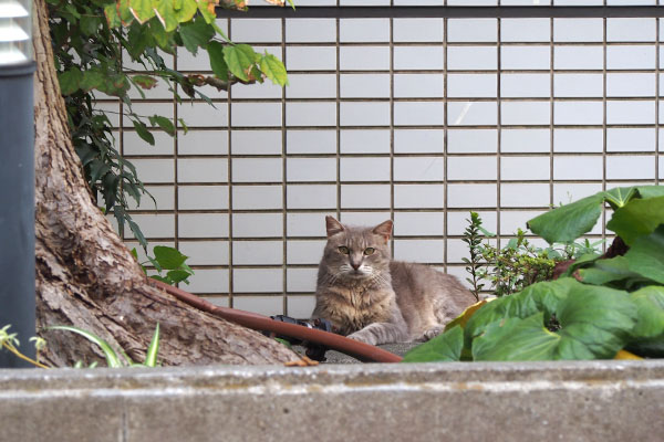 ちんまりしていた　グリ