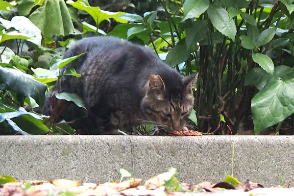 食べる　コイキー