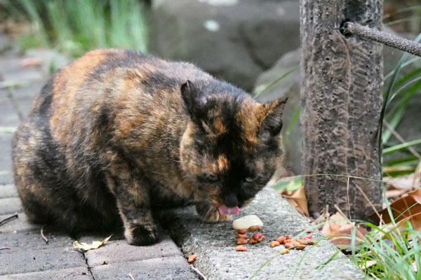 食べる　ラコ