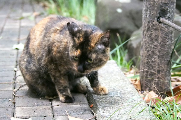 完食　ラコ