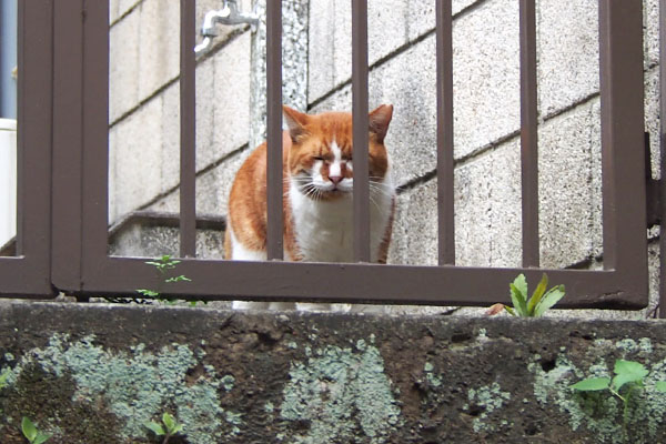 近くに来た　ムートン