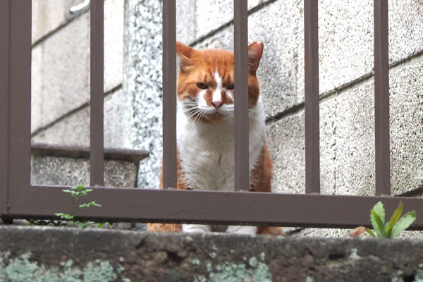 mouton sitting in front of the fence