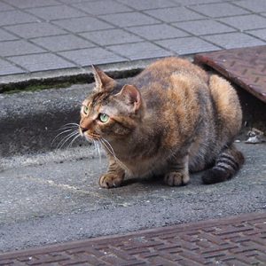 左見る ヴェル