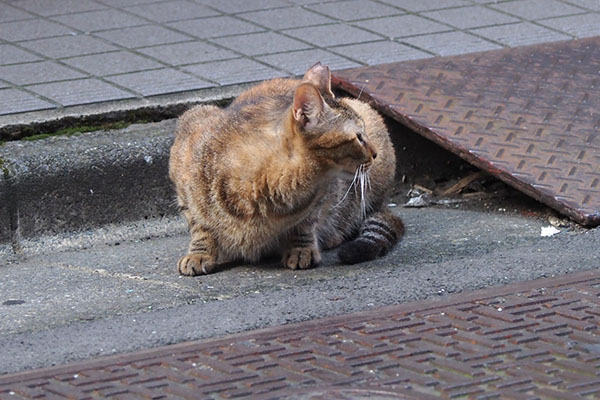 後ろを見る　ヴェル