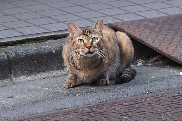 口閉じた　ヴェル