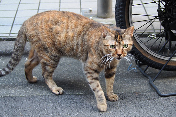 オヤツおくれにゃ　ヴェル